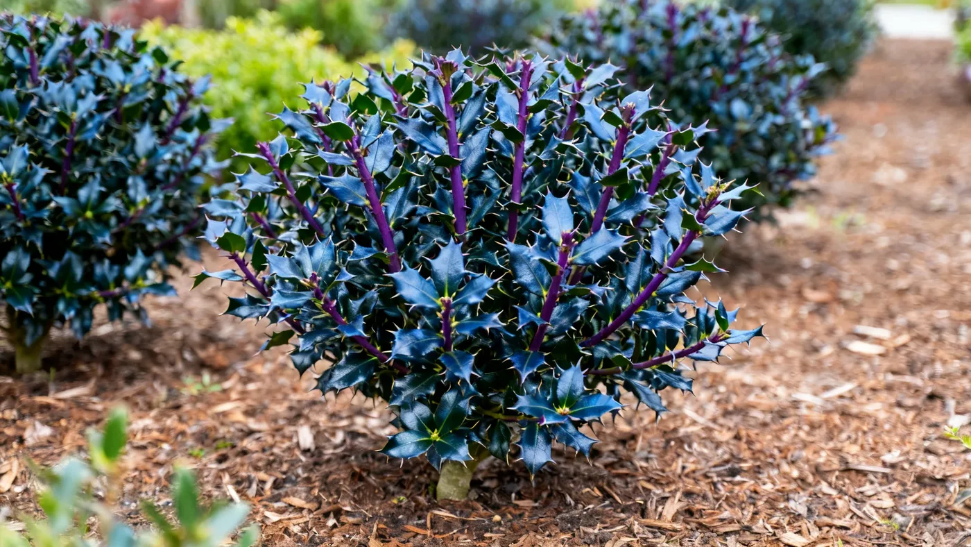 Watering China Girl Holly: How Much and How Often